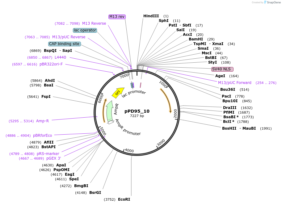 1481-plasmid-map-sequence-id-92