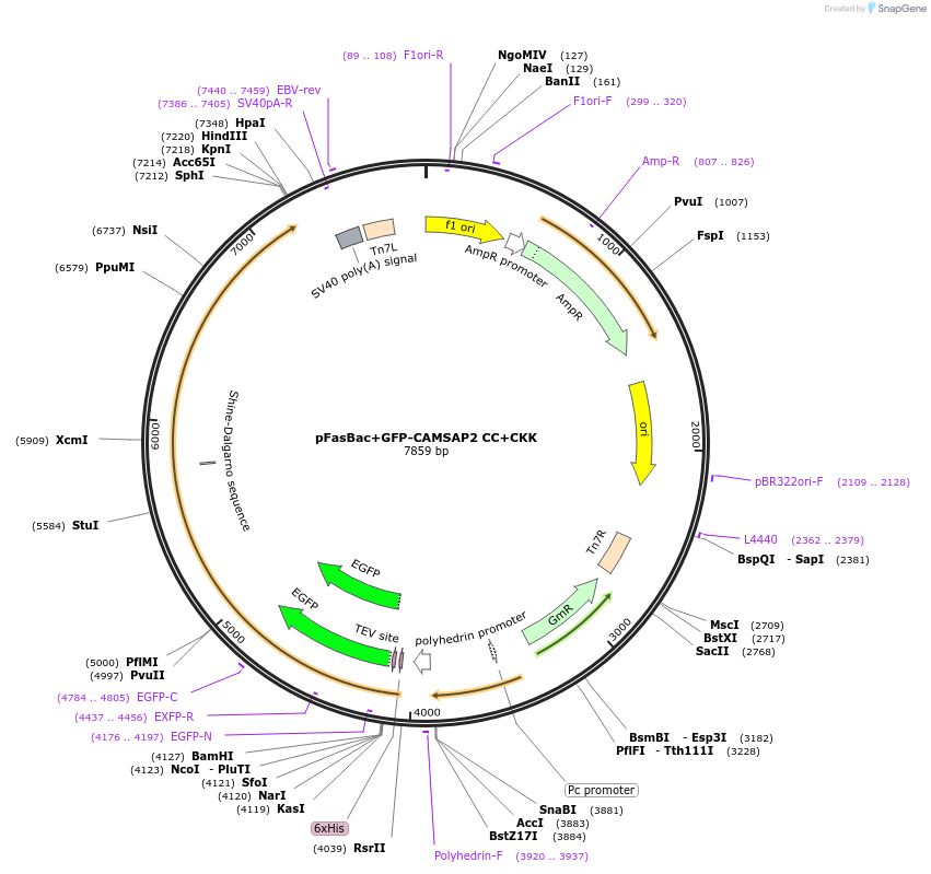 59039-plasmid-map-sequence-id-92001