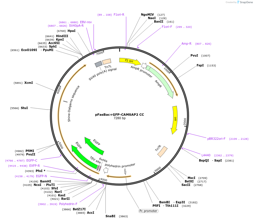 59040-plasmid-map-sequence-id-92003