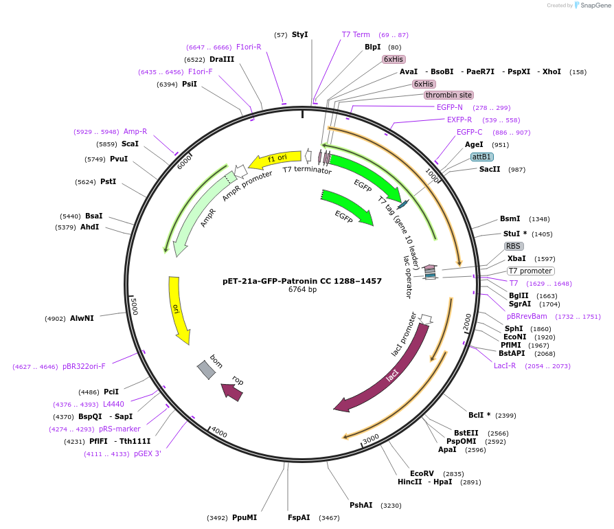 59055-plasmid-map-sequence-id-92020