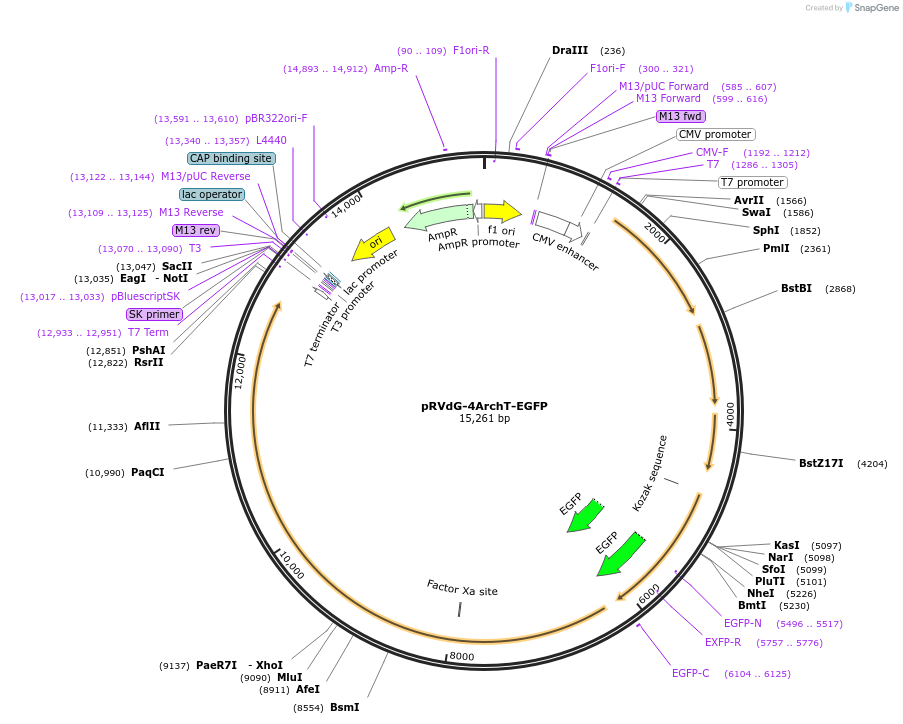 59325-plasmid-map-sequence-id-92021