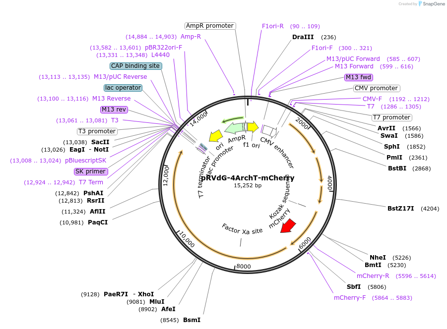 59326-plasmid-map-sequence-id-92022