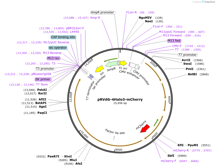 59327-plasmid-map-sequence-id-92023