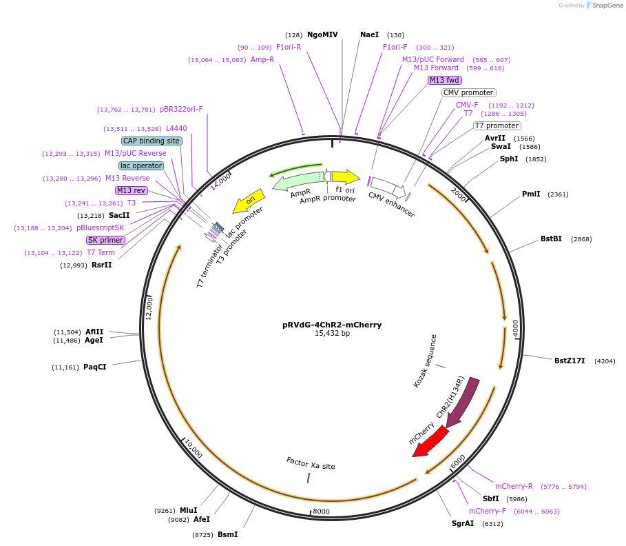 59328-plasmid-map-sequence-id-92024