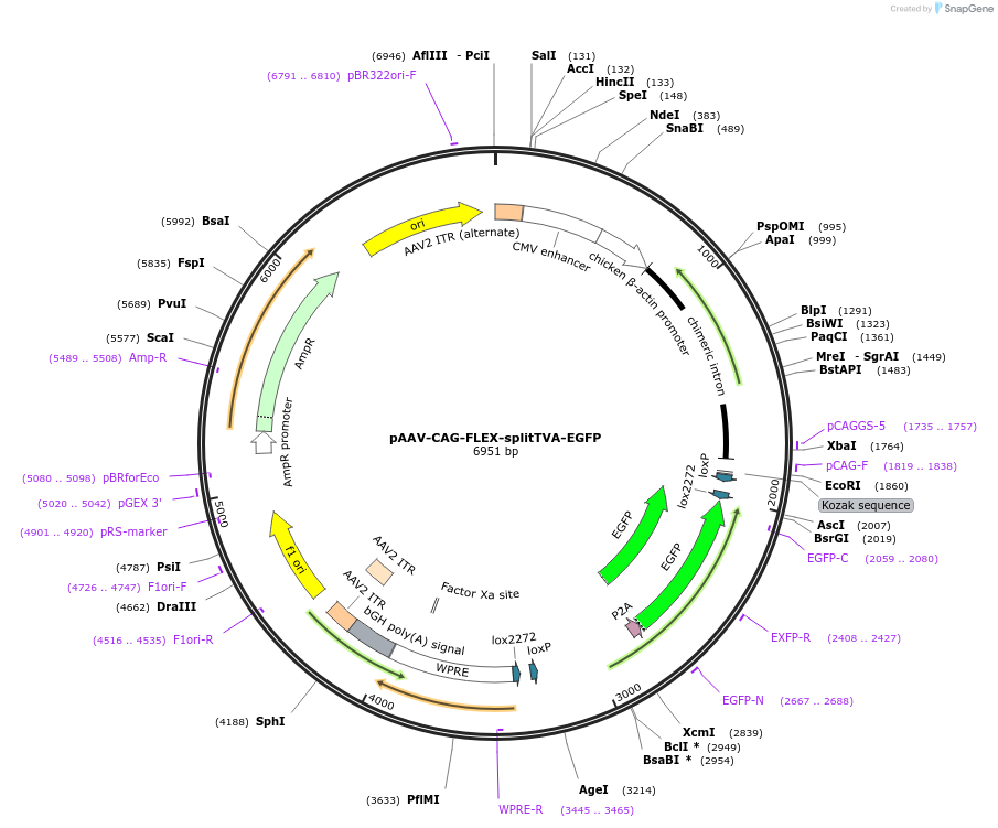 59332-plasmid-map-sequence-id-92028