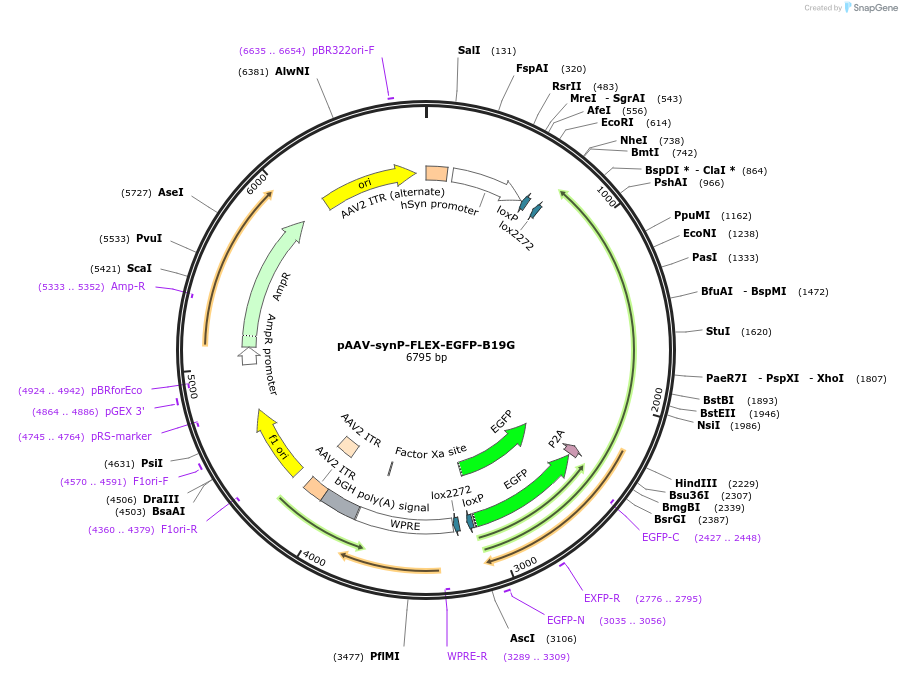 59333-plasmid-map-sequence-id-92029
