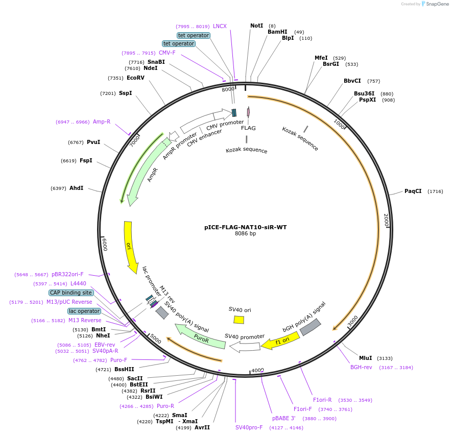 59365-plasmid-map-sequence-id-92043