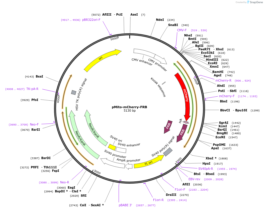 59352-plasmid-map-sequence-id-92050