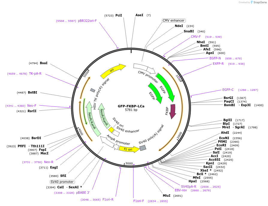 59353-plasmid-map-sequence-id-92058