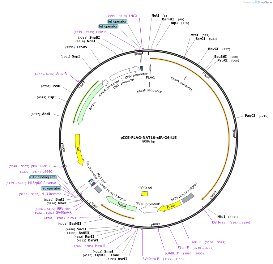 59366-plasmid-map-sequence-id-92067