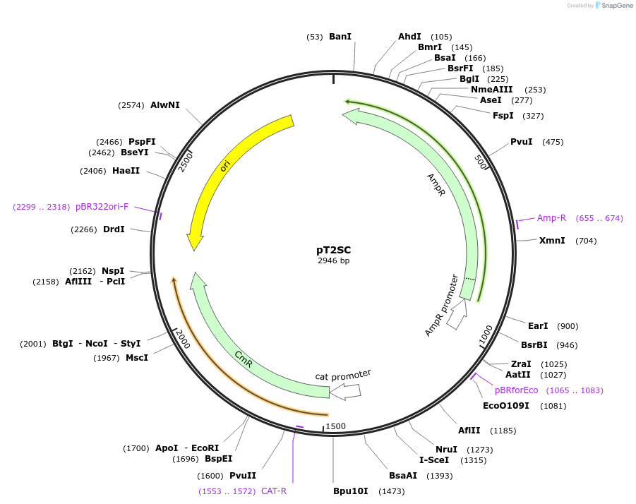 59382-plasmid-map-sequence-id-92124