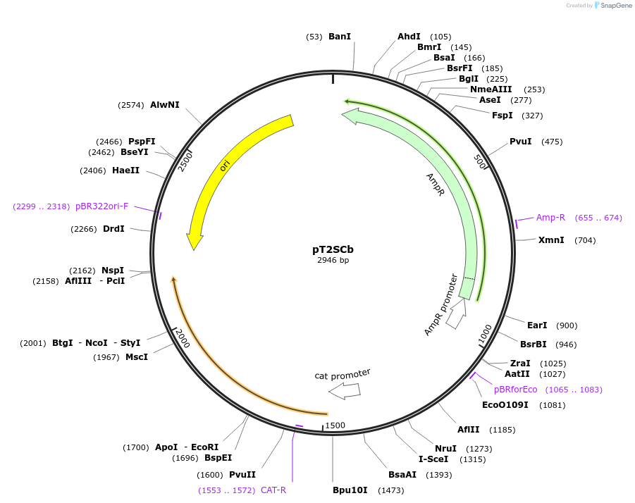 59385-plasmid-map-sequence-id-92126