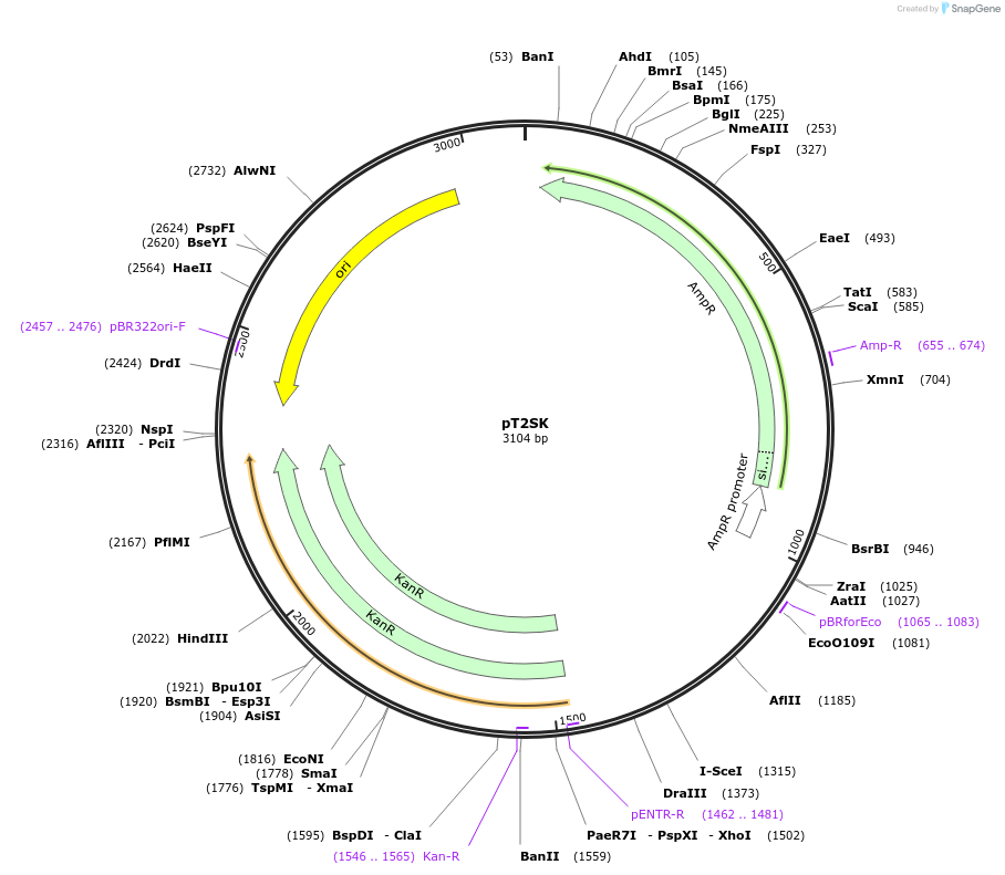 59383-plasmid-map-sequence-id-92127
