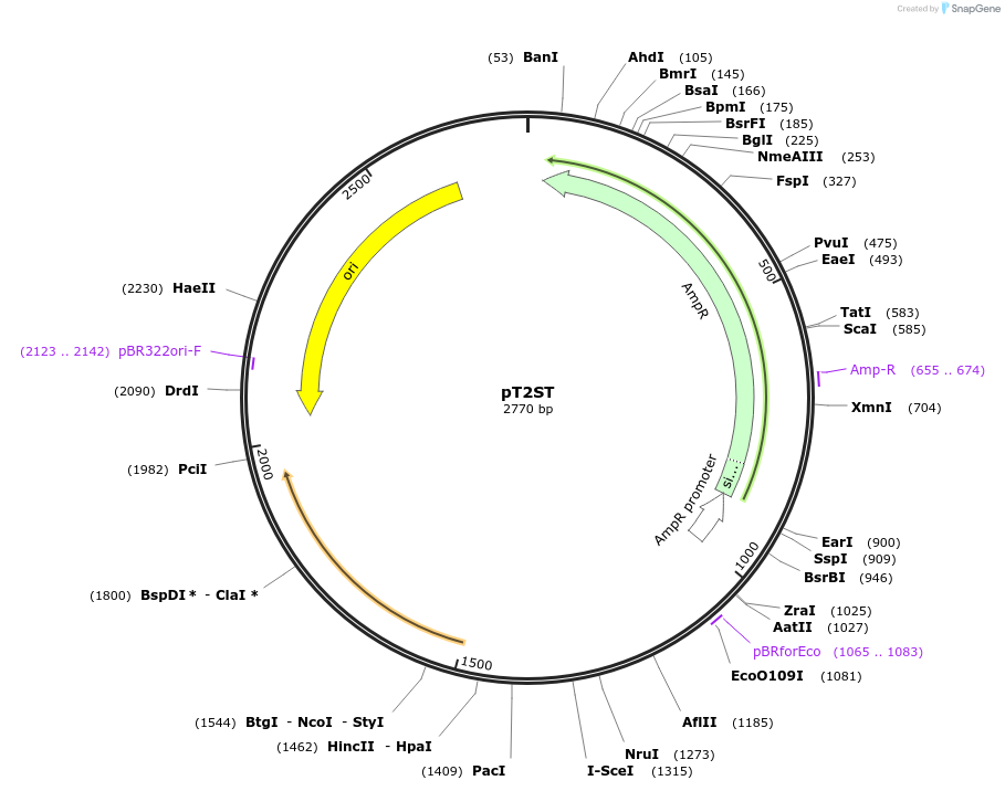 59384-plasmid-map-sequence-id-92128