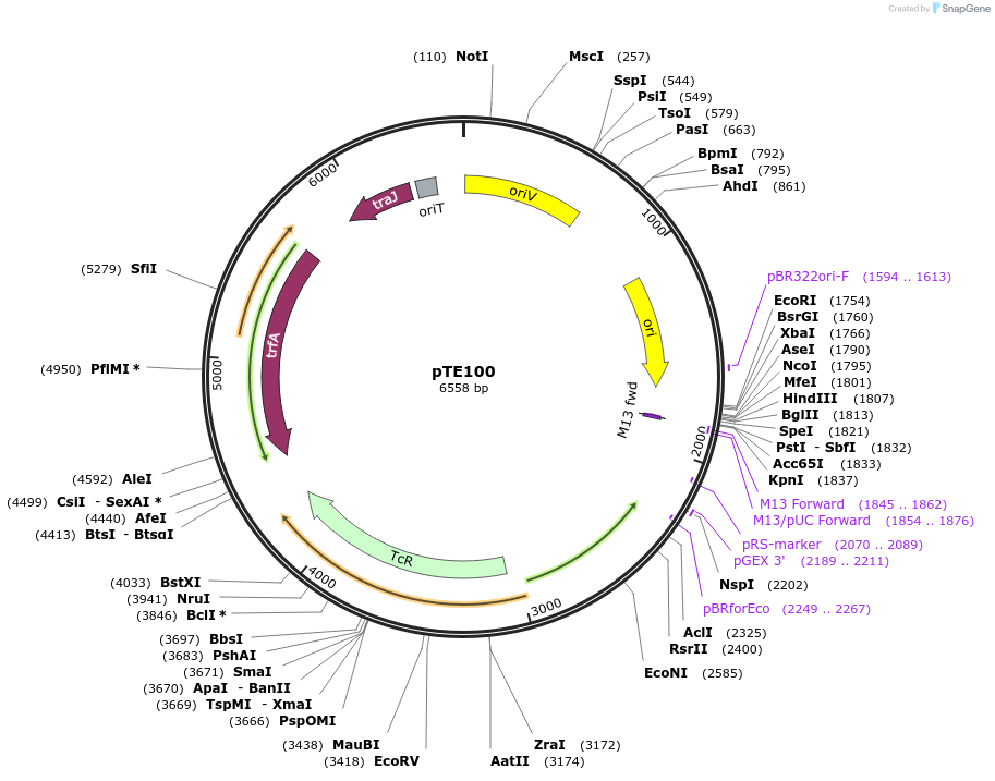 59395-plasmid-map-sequence-id-92136