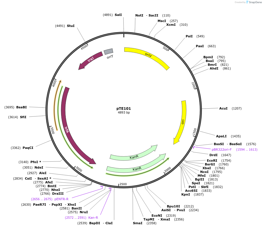 59396-plasmid-map-sequence-id-92160