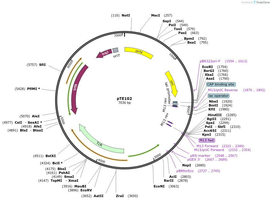59397-plasmid-map-sequence-id-92161