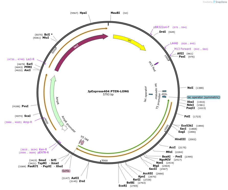 49417-plasmid-map-sequence-id-92237