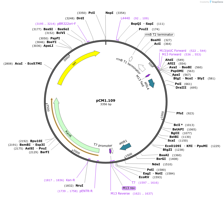 19597-plasmid-map-sequence-id-9231