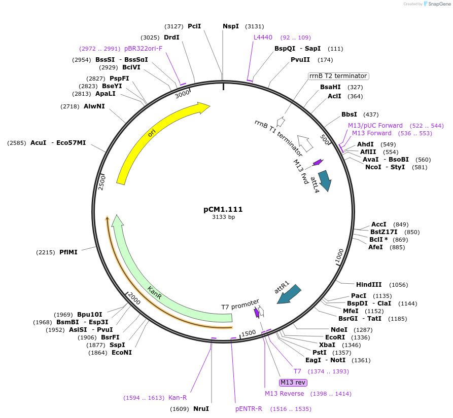 19598-plasmid-map-sequence-id-9232
