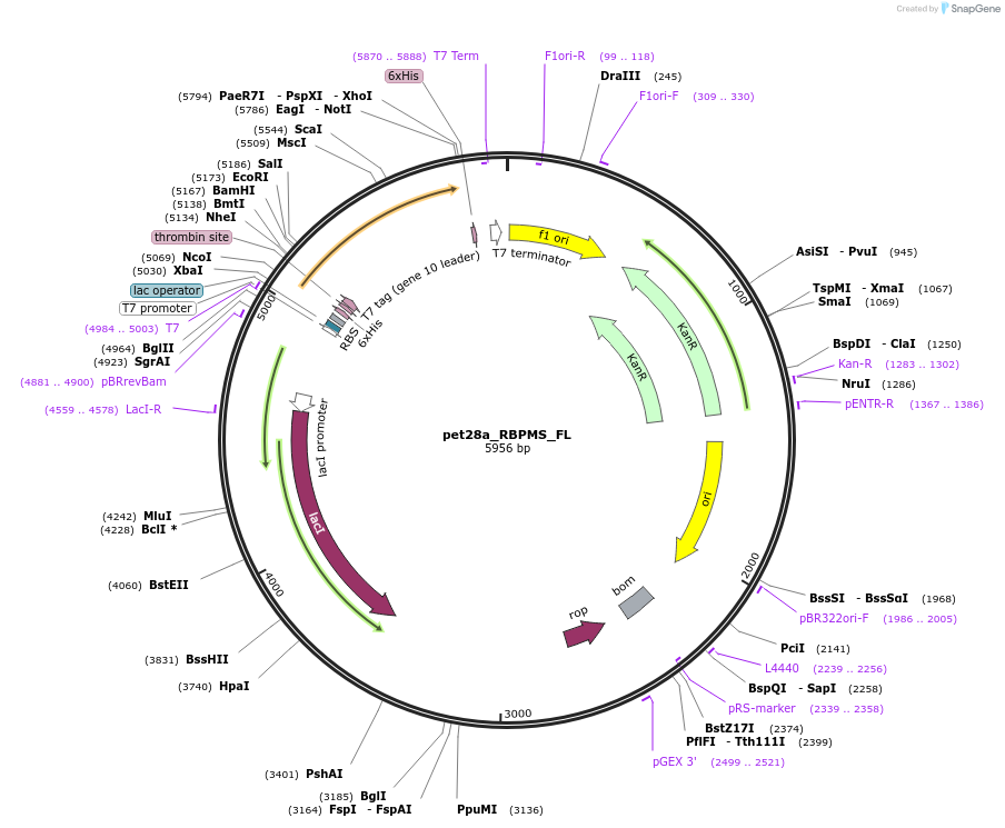 59391-plasmid-map-sequence-id-92339