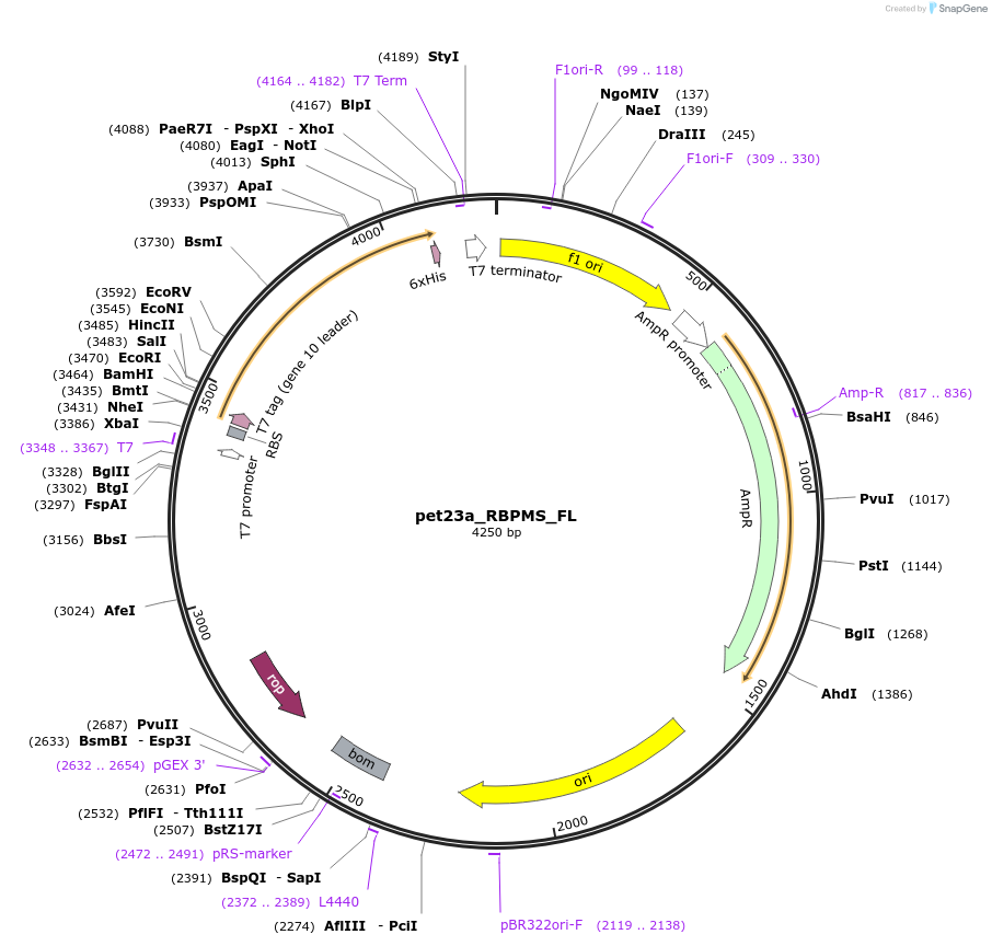 59392-plasmid-map-sequence-id-92340