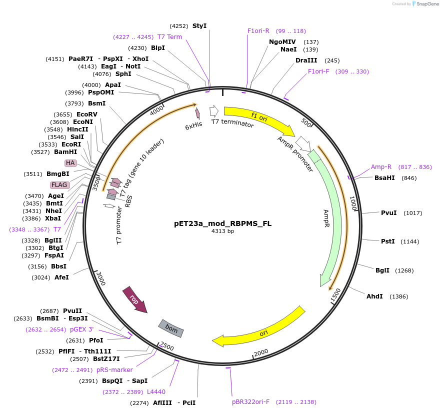 59393-plasmid-map-sequence-id-92341