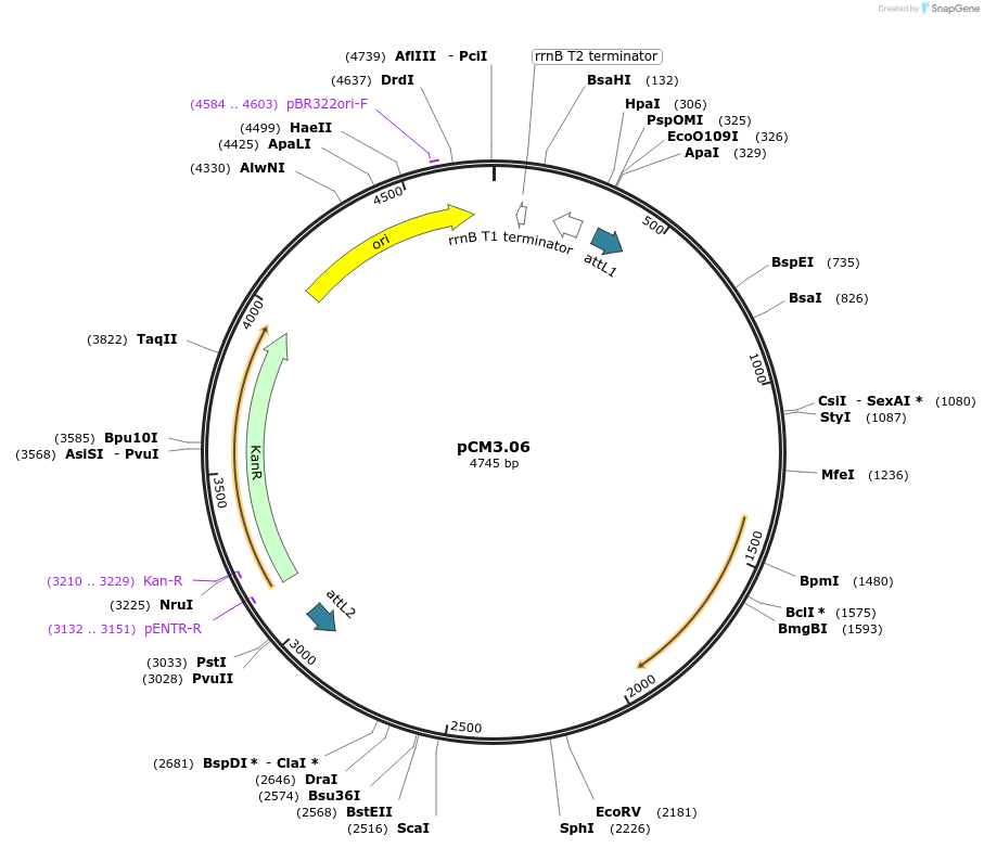 19602-plasmid-map-sequence-id-9236