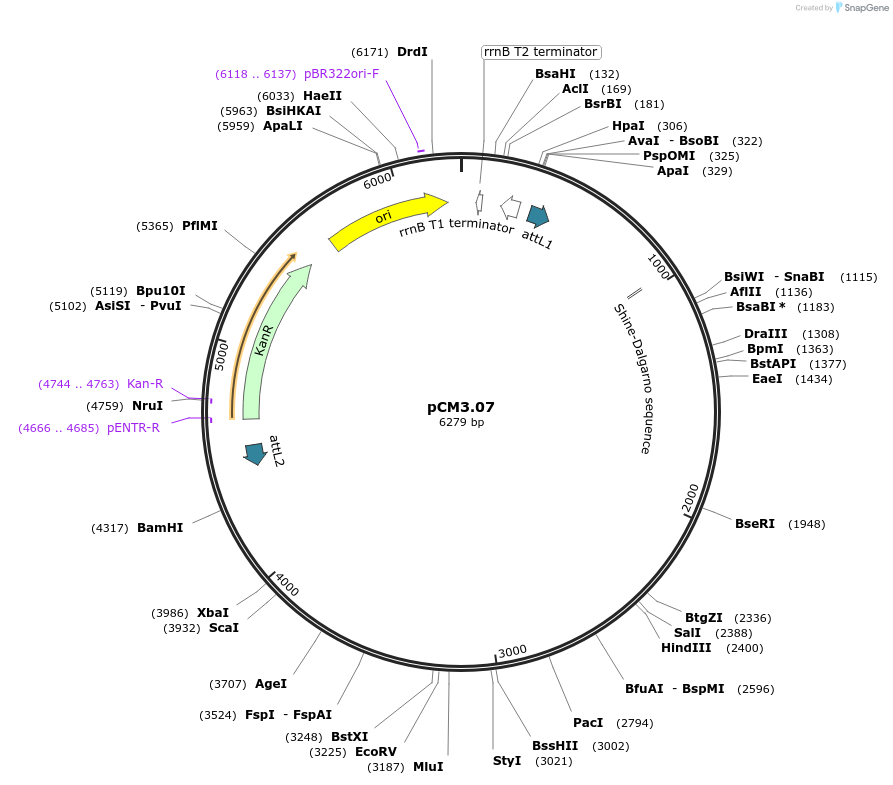 19603-plasmid-map-sequence-id-9237