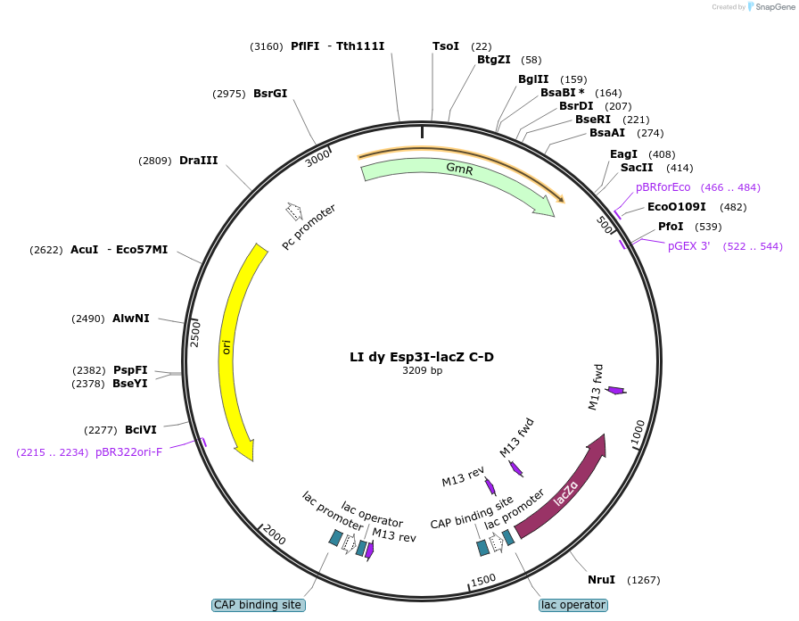 54458-plasmid-map-sequence-id-92376