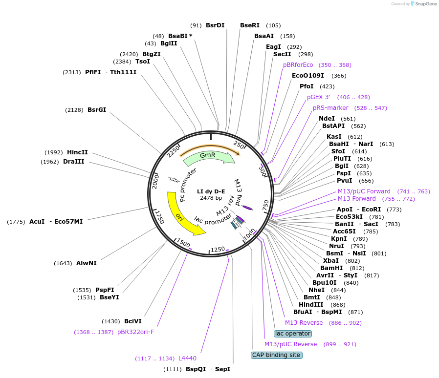 54434-plasmid-map-sequence-id-92398