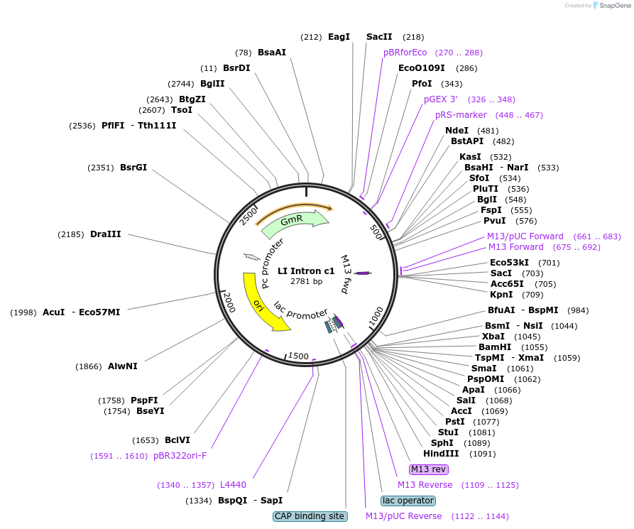 54433-plasmid-map-sequence-id-92404