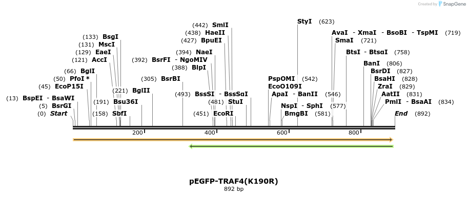 92525_map
