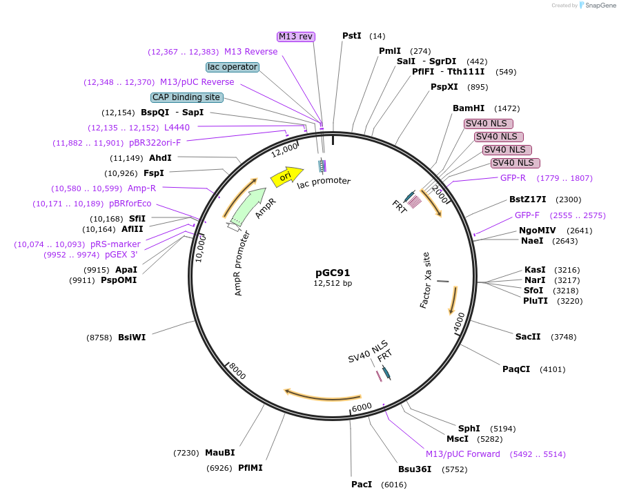 19621-plasmid-map-sequence-id-9253
