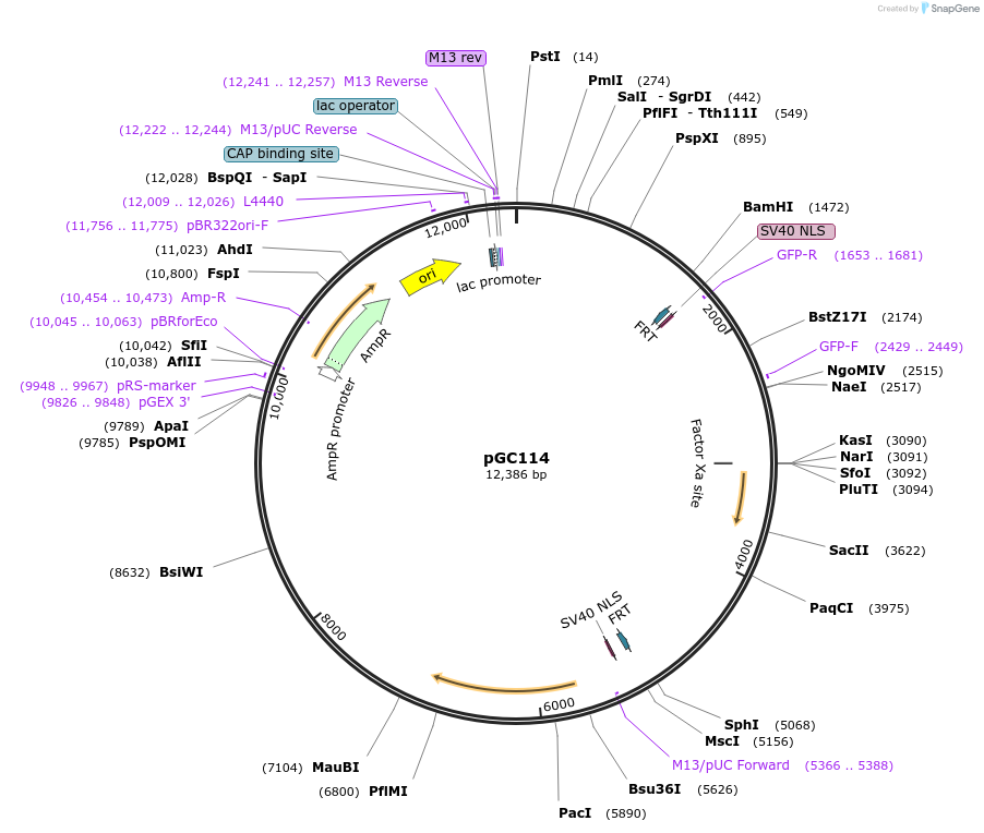 19622-plasmid-map-sequence-id-9254