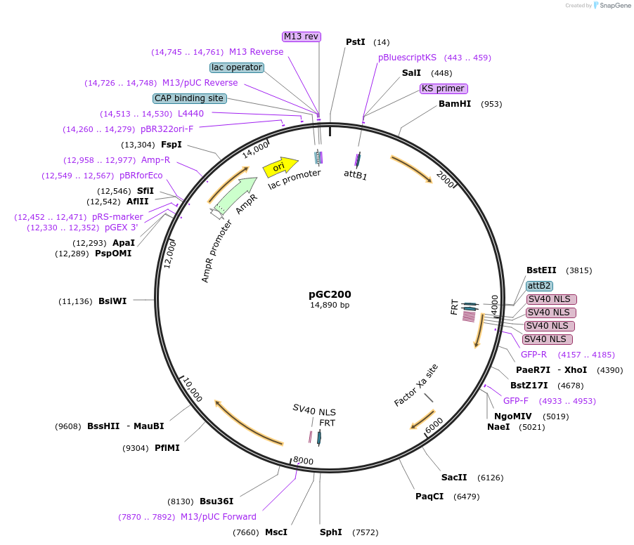 19623-plasmid-map-sequence-id-9255