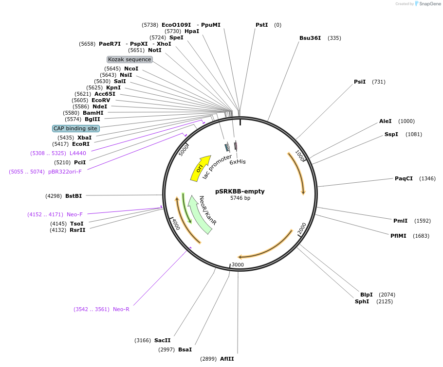 59449-plasmid-map-sequence-id-92571