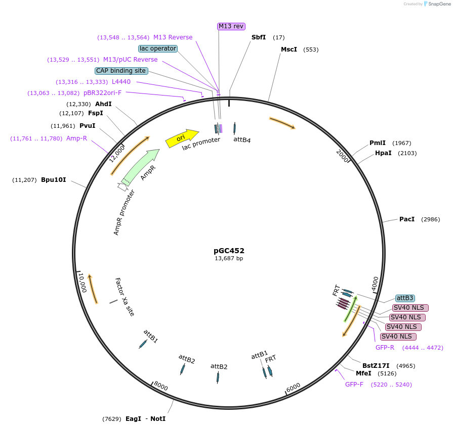 19627-plasmid-map-sequence-id-9259