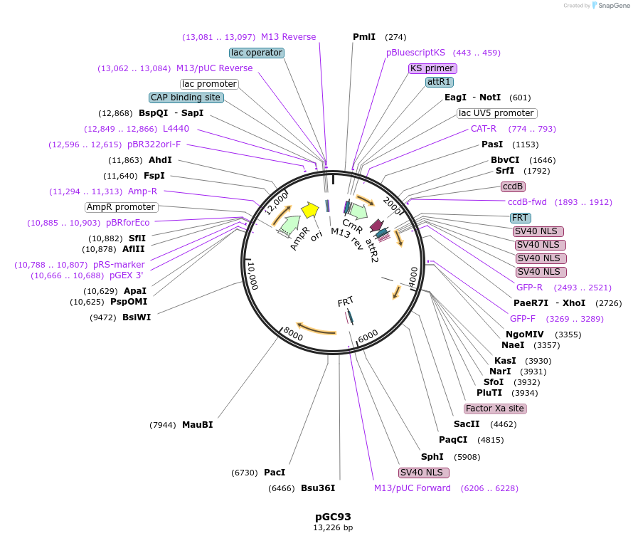 19628-plasmid-map-sequence-id-9260