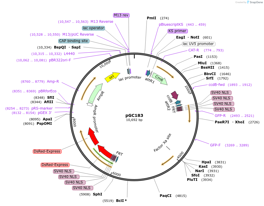 19630-plasmid-map-sequence-id-9262