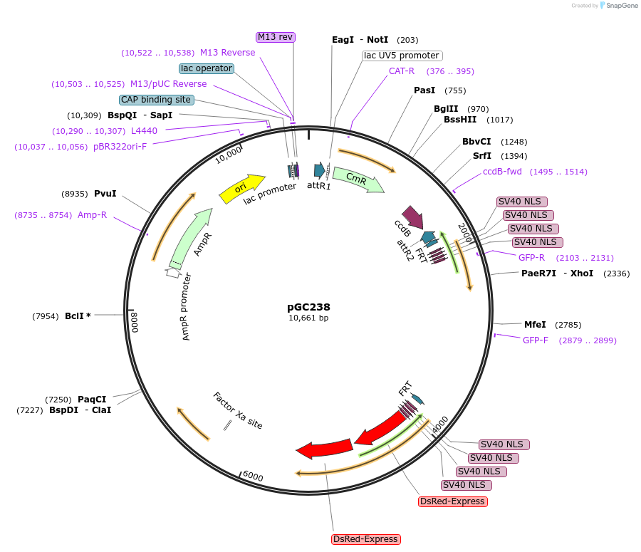 19631-plasmid-map-sequence-id-9263