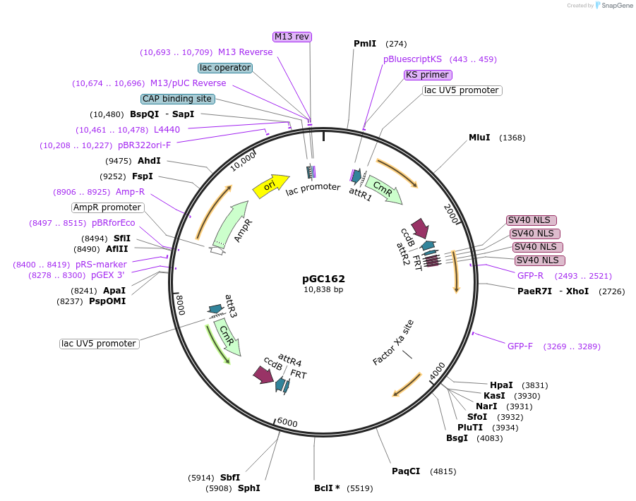 19633-plasmid-map-sequence-id-9265