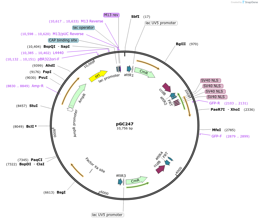 19634-plasmid-map-sequence-id-9266