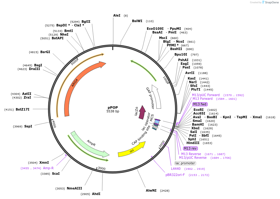 59526-plasmid-map-sequence-id-92667