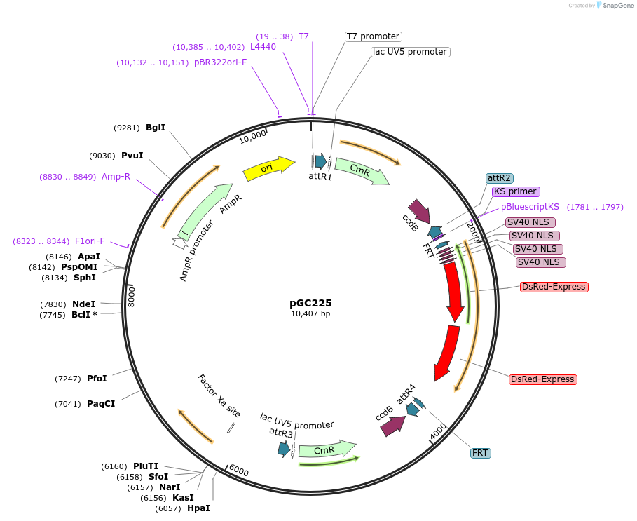 19636-plasmid-map-sequence-id-9268