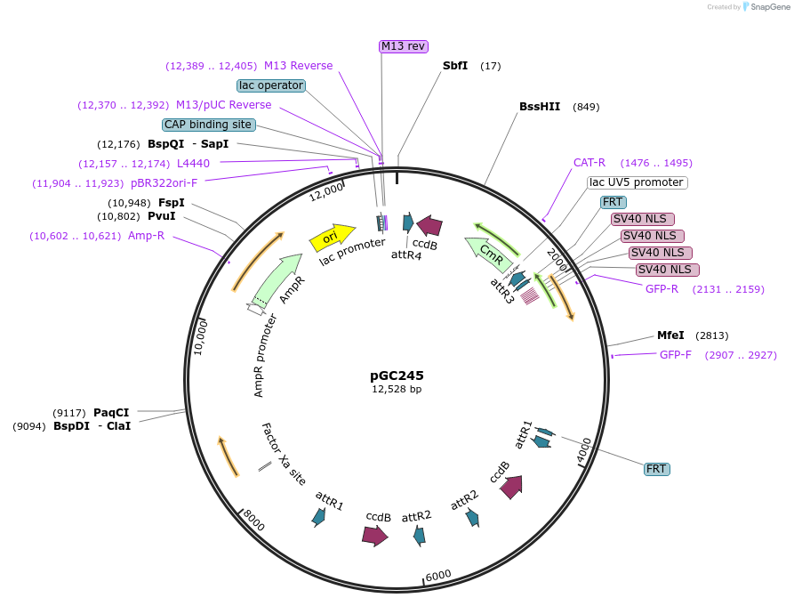 19638-plasmid-map-sequence-id-9270