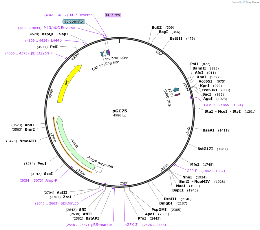 19640-plasmid-map-sequence-id-9272
