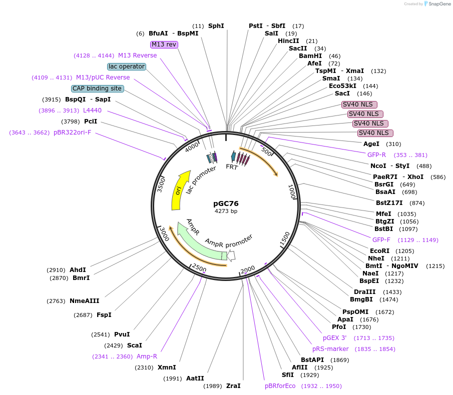 19641-plasmid-map-sequence-id-9273