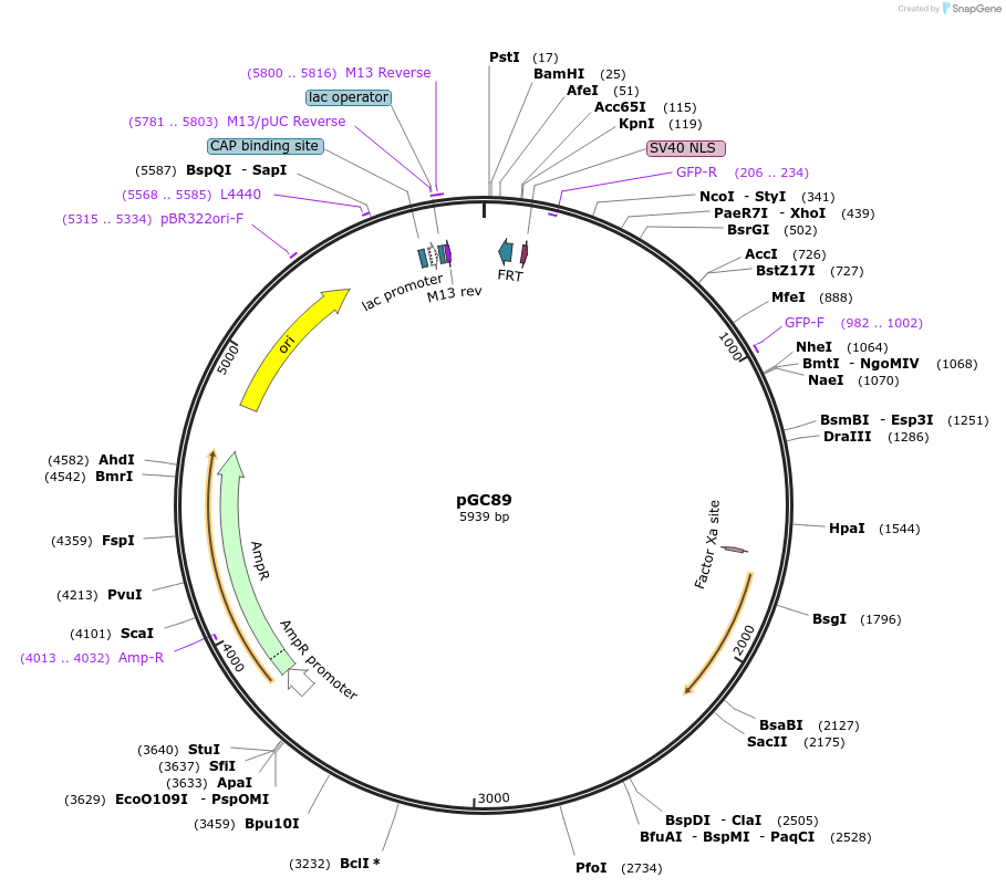 19642-plasmid-map-sequence-id-9274
