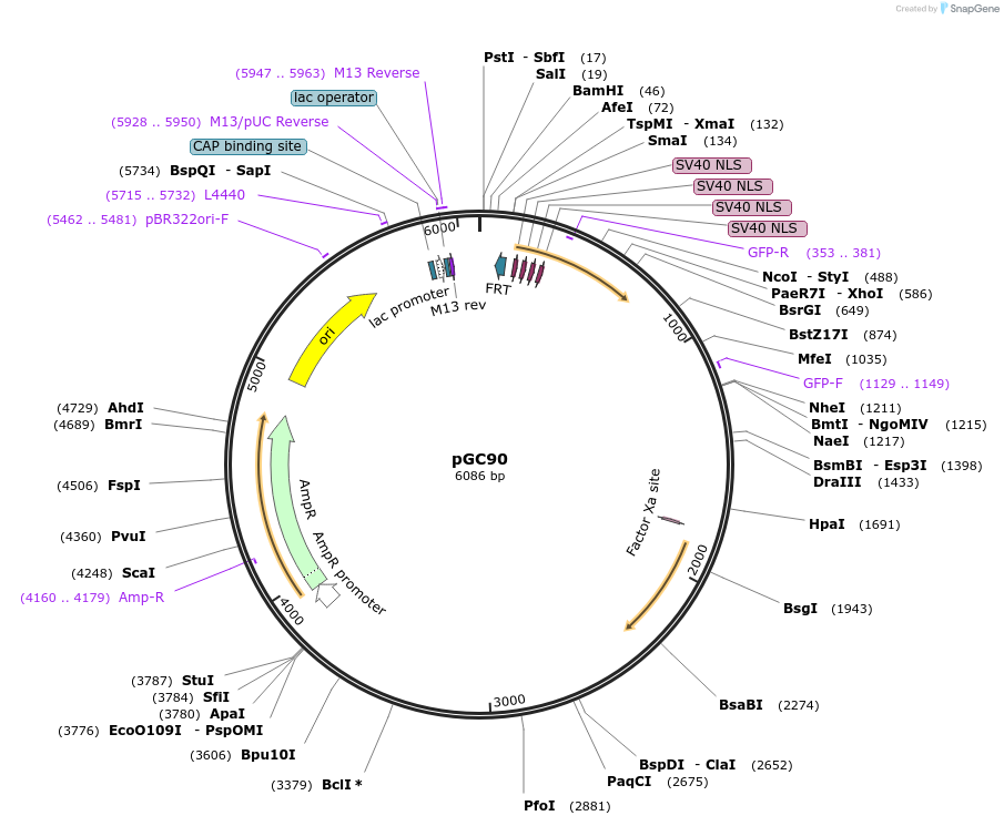 19643-plasmid-map-sequence-id-9275